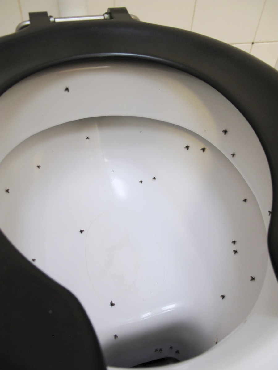 Clogmia albipunctata